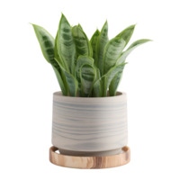 AI generated aloe vera plant in a pot on a transparent background png