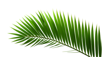 AI generated palm leaf on transparent background png
