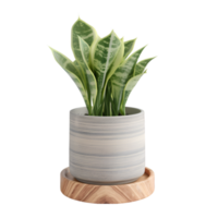 AI generated a plant in a pot on a wooden stand png