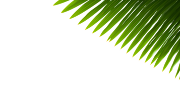 AI generated palm leaf on transparent background png