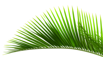 AI generated palm leaf on transparent background png