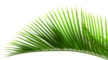 ai generiert Palme Blatt auf transparent Hintergrund png