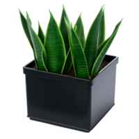 AI generated a plant in a pot on a wooden stand png