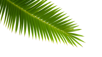 ai generiert Palme Blatt auf transparent Hintergrund png