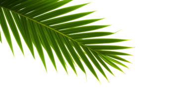 ai generato palma foglia su trasparente sfondo png