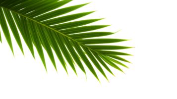 AI generated palm leaf on transparent background png