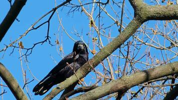 The behavior of a black crow was captured sitting on a tree branch on a sunny day. video