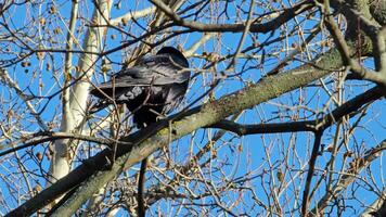 The behavior of a black crow was captured sitting on a tree branch on a sunny day. video