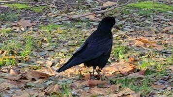 le comportement de une noir corbeau dans chercher de nourriture dans ensoleillé temps a été capturé. video