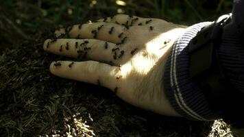 Man's hand with a swarm of ants. Little ants crawling on a man's hand photo