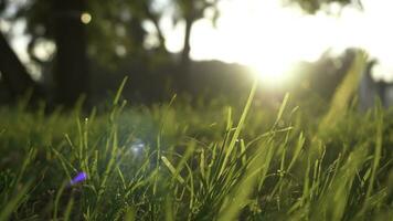 Summer grass meadow motion blur of pleasant wind with bright sunlight, sunny spring background photo