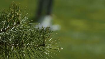 Coniferous branch on a green meadow Golf club in the background golfer photo