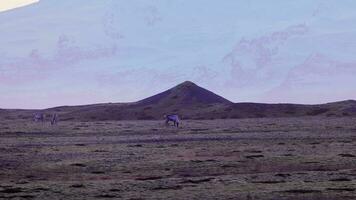 Animals walking around arctic fields with pink sky and snowy mountains on scandinavian landscapes. Beautiful mooses on roadside in iceland, nordic wildlife scenery. Handheld shot. photo