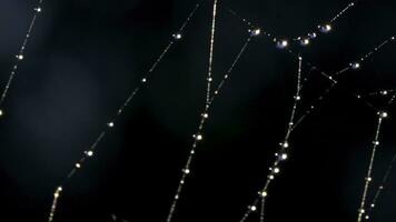 Close-up of spider web with beautiful dew. Creative. Beautiful delicate spider web with dew drops after rain. Elegant spider web with dew on dark blurred background of meadow. Macrocosm of summer photo