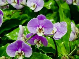 azul orquídea. desayuno tardío de orquídea con el azul flores con Violeta viens, hermosa spa composición con azul orquídea foto