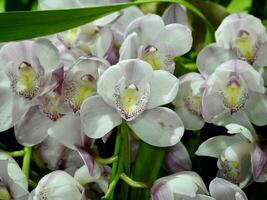 rosado orquídea. desayuno tardío de orquídea con el azul flores con rosado viens, hermosa spa composición con belleza orquídea foto