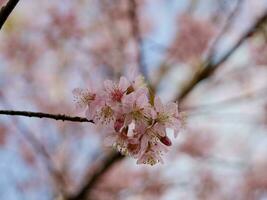 Pink Phaya Suea Krong flowers blooming in the wind, Pink flowers blooming in the wind behind white clouds and bright sky, Sakura thailand - Cherry blossoms in Thailand photo