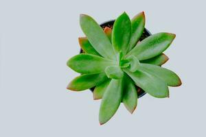 Top view of Sedeveria Markus. Nature garden. Succulent blooming like a flower. Overlay of leaves one by one isolated on White background. photo