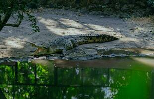 Saltwater crocodile or Crocodylus porosus or Saltwater crocodile or Indo Australian crocodile or Man eater crocodile. sunbathing at the swamp. photo