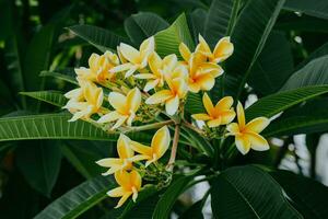 amarillo frangipani flores o plumeria cerca arriba en verde hoja antecedentes. para spa y terapia flor, frangipani, plumería, templo árbol, cementerio árbol. foto