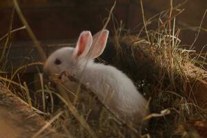 White rabbit sitting in the hay country house photo