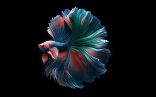 AI generated Thai fighting fish multi colored fish fish tail black background photo