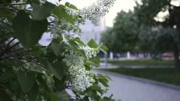 Close up for white blooming lilac tree with a modern city building on the background. Stock footage. White lilac growing in the city park. photo