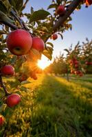 AI generated Sunset Glow on Apple Orchard photo