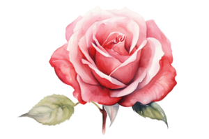 AI generated Rose Watercolor Art on transparent background. png