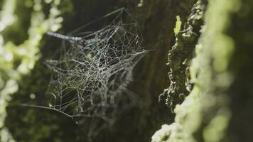 Spider Web on Tree Branches and sun reflection. Spider's web on Tree Trunk. Web on tree bark with moss and sun reflection photo