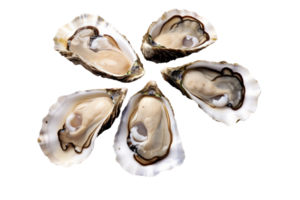 AI generated Fresh Oysters on Ice on transparent background. png