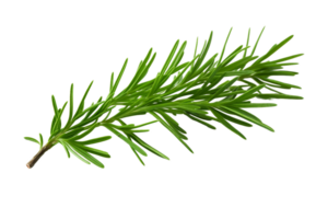 AI generated Juniper Leaf Elegance on transparent background. png