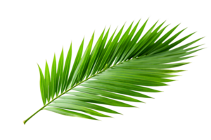 ai gegenereerd palm blad elegantie Aan transparant achtergrond. png