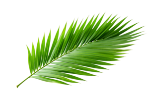 ai generiert Palme Blatt Eleganz auf transparent Hintergrund. png