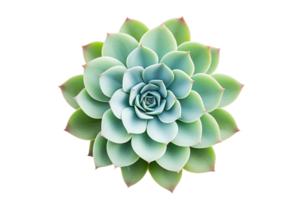 ai generato avvicinamento di un' succulento pianta su trasparente sfondo. png