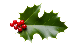 AI generated Holly Leaf Elegance on transparent background. png