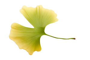 ai generiert Ginkgo Blatt Eleganz auf transparent Hintergrund. png