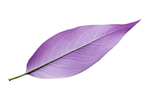 AI generated Lavender Leaf Elegance on transparent background. png