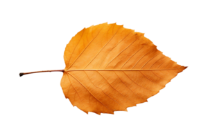 AI generated Birch Leaf's Natural Beauty on transparent background. png