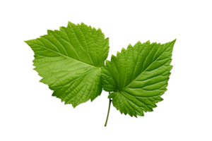 AI generated Mulberry Leaf Elegance on transparent background. png