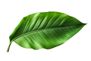 AI generated Banana Leaf Elegance on transparent background. png