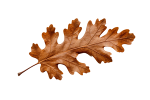 AI generated Oak Leaf Elegance on transparent background. png