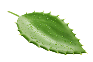 ai generato cactus foglia eleganza su trasparente sfondo. png