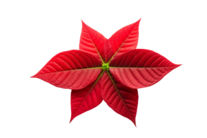 AI generated Poinsettia Leaf Elegance on transparent background. png