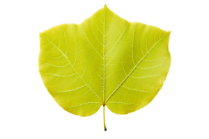 AI generated Aspen Leaf Elegance on transparent background. png