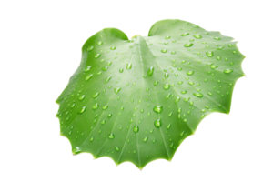 AI generated Cactus Leaf on transparent background. png