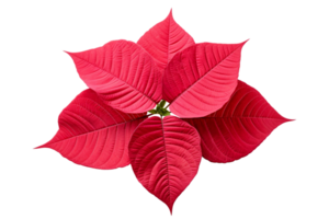 AI generated Poinsettia Leaf Elegance on transparent background. png