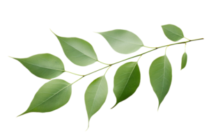 AI generated Eucalyptus Leaf Elegance on transparent background. png