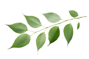 ai généré eucalyptus feuille élégance sur transparent Contexte. png