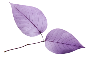 AI generated Lilac Leaf Elegance on transparent background. png